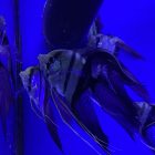 Veil-tail Angelfish | Aquatics Onlline