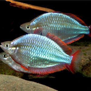 Praecox Rainbowfish | Aquatics Online