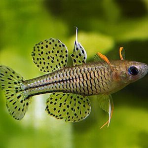 Gertrude Rainbowfish | Aquatics Online