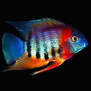 Rotkeil Severum Cichlid | Aquatics Online | Tropical Fish with Next Day Delivery