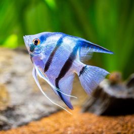 Blue Scalare Angelfish | Aquatics Online