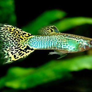 Green Cobra Guppy Male | Aquatics Online
