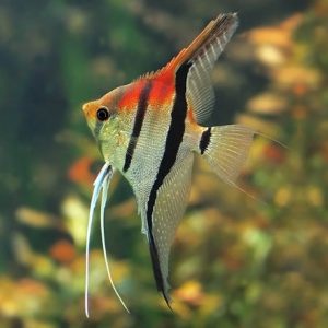 Red Back Manacapuru Angelfish | Aquatics Online