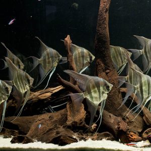 False Altum (Peruvian) Angelfish | Aquatics Online