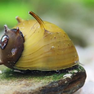 Horned Nerite Snails | Aquatics Online