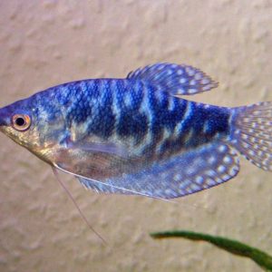 Blue Gourami | Aquatics Online