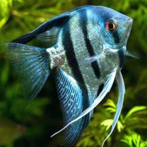 Blue Pinoy Angelfish | Aquatics Online