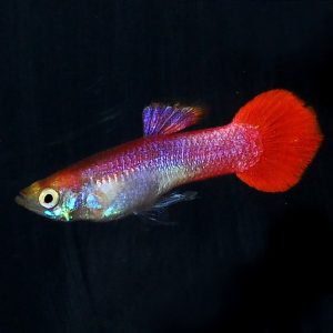 Coral Red Guppy Male | Aquatics Online