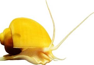 Golden Apple Snails | Aquatics Online