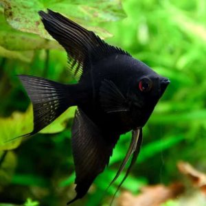 Black Angelfish | Aquatics Online