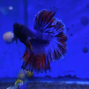 Red/Blue Halfmoon Male Betta | Aquatics Online