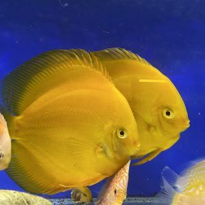 A GRADE Adult Golden/Yellow Discus Pair 15-16cm | Aquatics Online