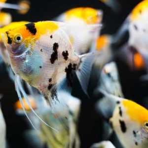 Koi Angelfish | Aquatics Online
