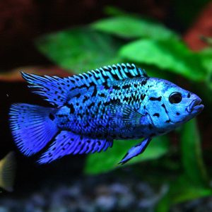Electric Blue Jack Dempsey | Aquatics Online | Buy Tropical Fish Online