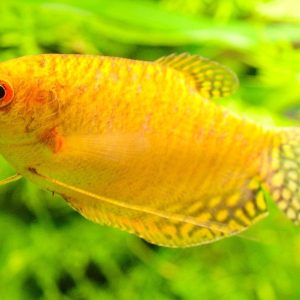 Golden Gourami | Aquatics Online