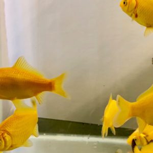 Canary Yellow Goldfish | Aquatics Online