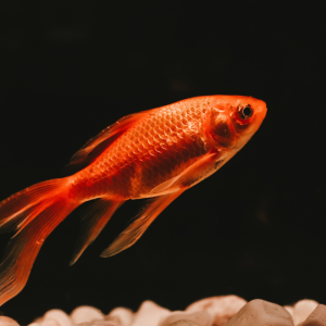 Orange Goldfish | Aquatics Online