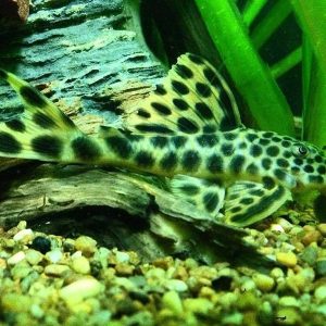 Peckoltia sabaji (Para) L124 | Aquatics Online
