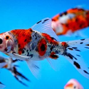 Shubunkin Goldfish | Aquatics Online