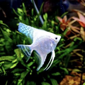 Platinum Angelfish