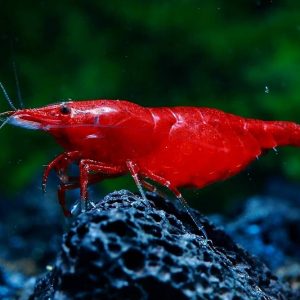 Red Cherry Shrimp | Aquatics Online