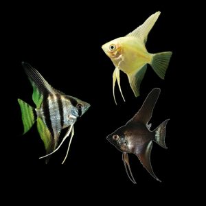 Angelfish | Aquatics Online