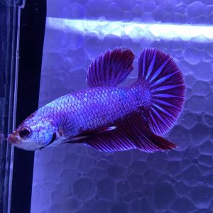 Lilac HMPK | Aquatics Online