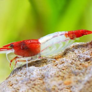 Red Rili Shrimp | Aquatics Online