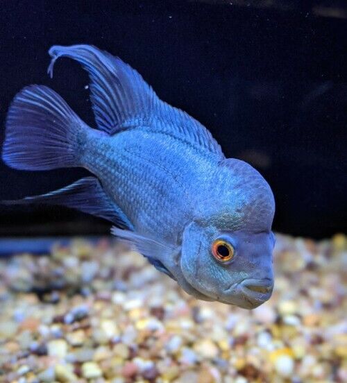 Thai Silk Flowerhorn Cichlid 9-10cm - Aquatics Online