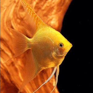 Golden Angelfish | Aquatics Online