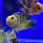 Yellow Tiger Parrot | Aquatics Online