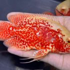 Albino Oscar | Aquatics Online