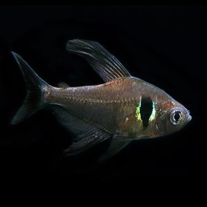 Black Phantom Tetra | Aquatics Online