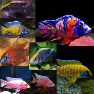 Malawi Mix | Aquatics Online