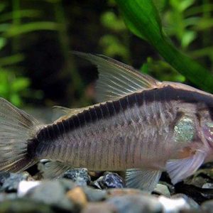 Skunk Cory | Aquatics Online