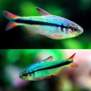 Blue Lapis Tetra | Aquatics Online