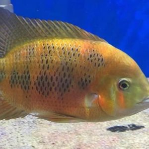 Chisel tooth Cichlid | Aquatics Online