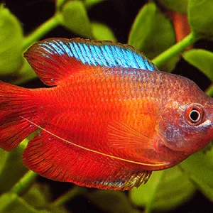 Dwarf Red Gourami | Aquatics Online